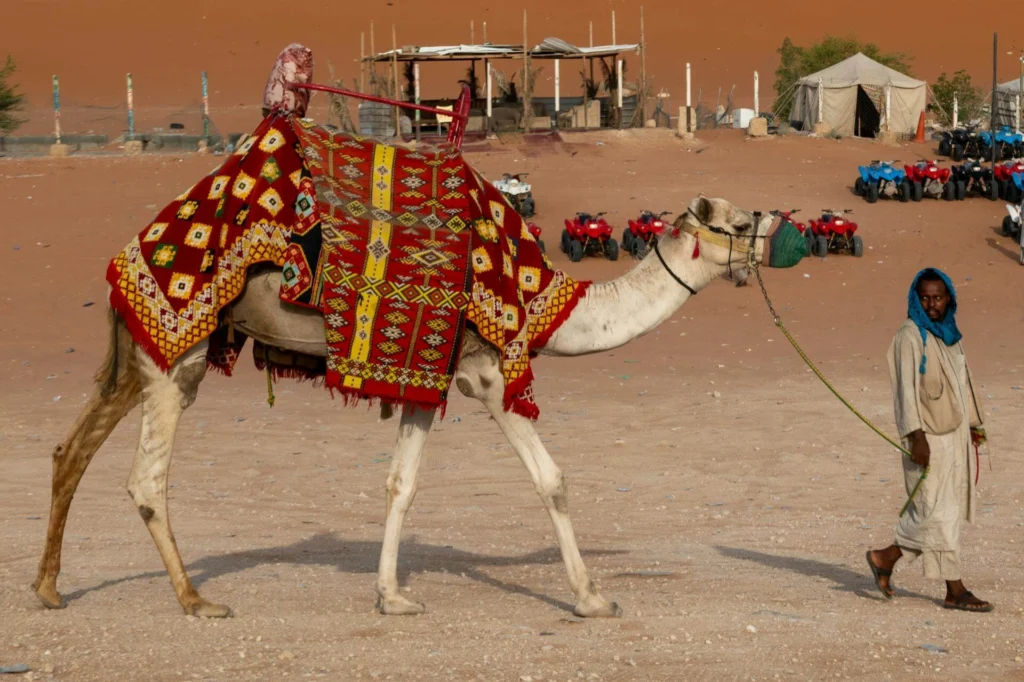 A Man walking with a Camel on a leash