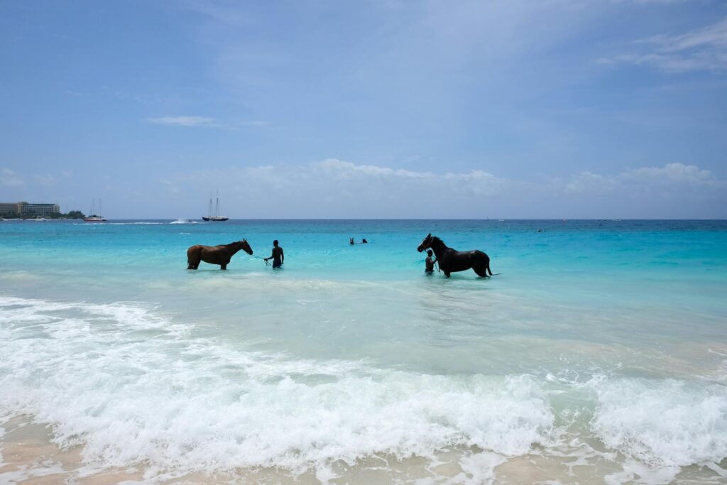 Two Black Horses in the Sea
